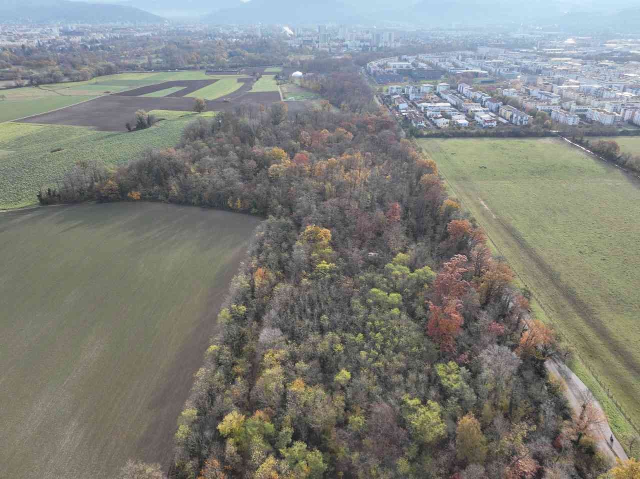 Hoffnung für den DietenbachWALD